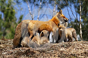 Red Fox Mother Nursing Kits