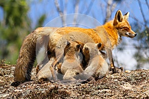 Red Fox Mother Nursing Kits