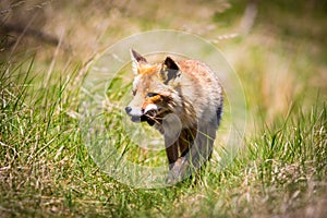 Red fox with a mouse in it`s mouth