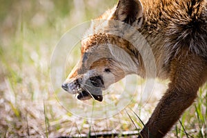 Red fox with a mouse in it`s mouth close up