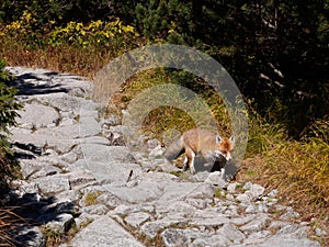 Liška obecná v národním parku Vysoké Tatry