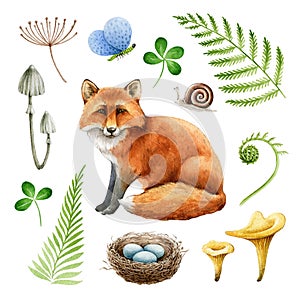 Red fox natural forest element set. Watercolor illustration. Woodland wild animal, fern, nest, mushroom, moth collection