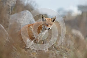 Red fox in Nature