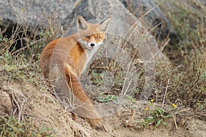 Red fox in Nature