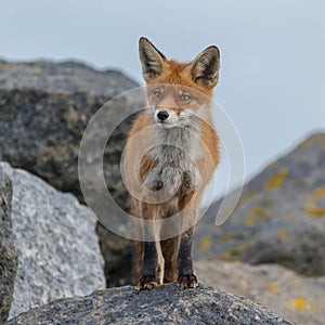 Red fox in Nature