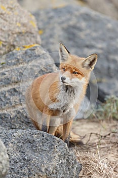 Red fox in Nature