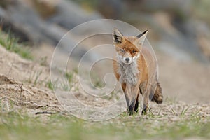 Red fox in Nature