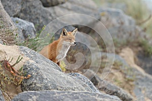 Red fox in Nature