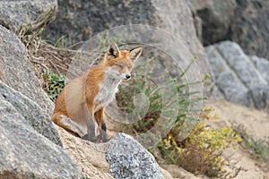 Red fox in Nature