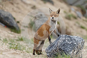 Red fox in Nature