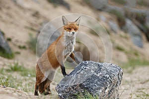 Red fox in Nature