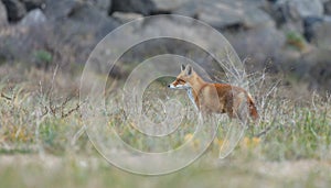 Red fox in Nature