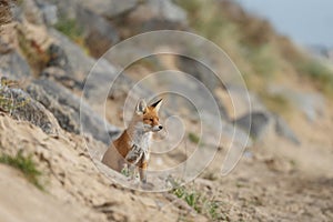 Red fox in Nature