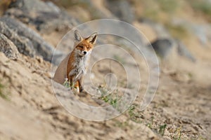 Red fox in Nature