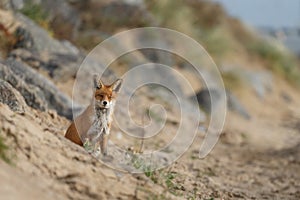 Red fox in Nature