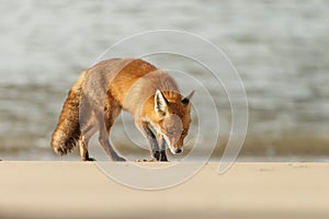 Red fox in Nature