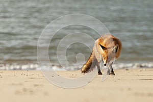 Red fox in Nature