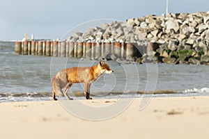 Red fox in Nature