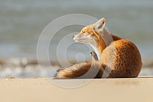 Red fox in Nature