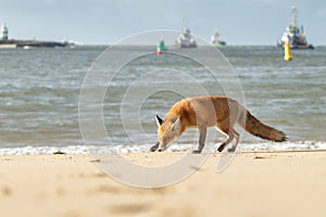 Red fox in Nature