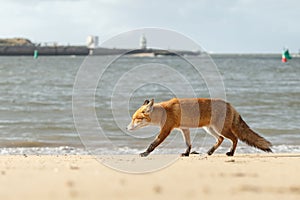 Red fox in Nature