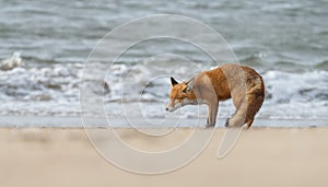 Red fox in Nature