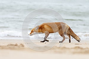 Red fox in Nature