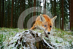 Red fox in the nature forest habitat. Red foc taken with wide angle lens. Animal with tree trunk. Green grass with first snow in