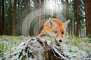 Red fox in the nature forest habitat wide angle lens picture. Animal with tree trunk with first snow. Vulpes vulpes, in green