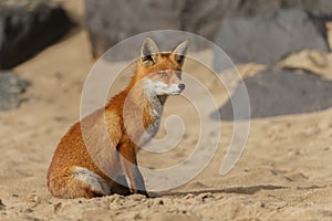 Red fox in Nature