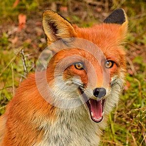 Red fox in nature wildlife