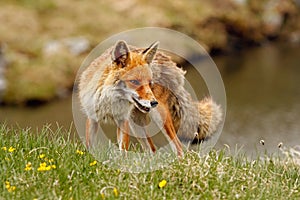 Red fox near a mountain lake