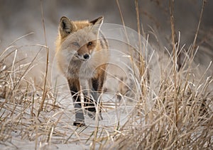 Red Fox in New Jersey