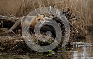 Red Fox in New Jersey