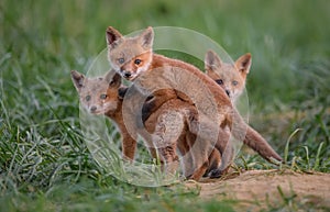 Red Fox in New Jersey