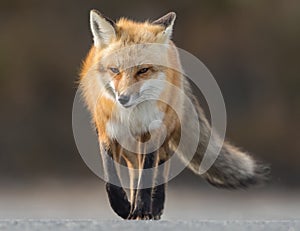 Red Fox