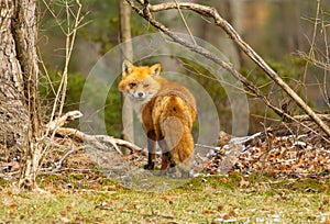 Red fox in New Jersey forest