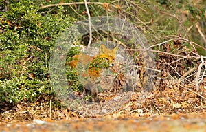 Red fox in New Jersey forest