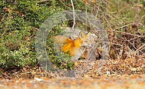 Red fox in New Jersey forest