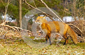 Red fox in New Jersey forest