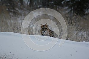 Red Fox NWT