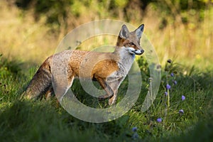 Red fox observing on green meadow in summer with sun in background