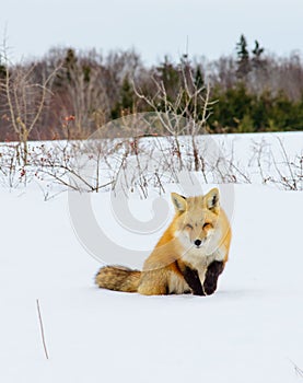 Red Fox out Hunting