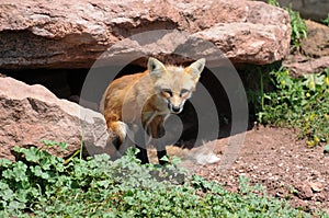 Red Fox Outside Den