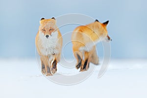 Red fox pair playing in the snow. Funny moment in nature. Winter scene with orange fur wild animal. Red Fox in snow winter, Wildli