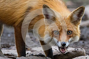 Red Fox with pale eyes staring