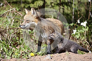 Red fox parent with kits