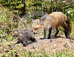 Red fox parent with kits photo