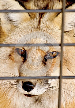 A Red Fox peers through the bars on its zoo cage.