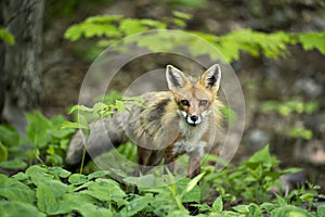 Red Fox Photo. Fox Image. Close-up profile view in the forest with foliage and looking at camera in its environment and habitat.